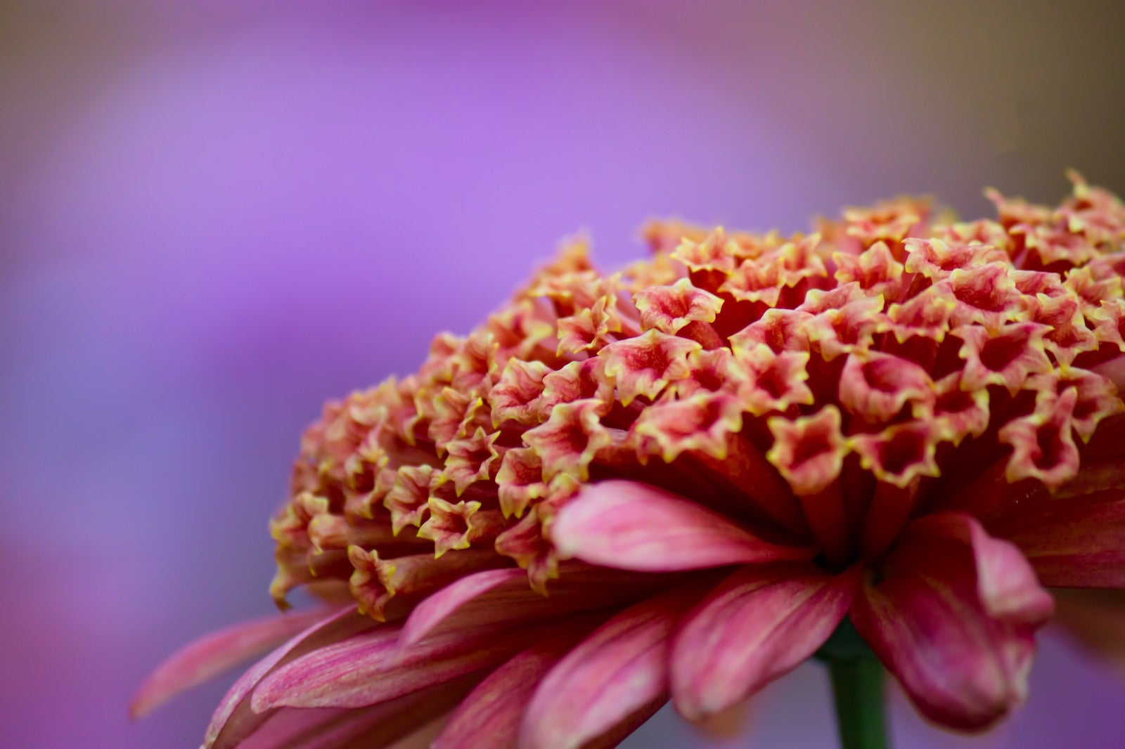 「大丁菊の花」の写真