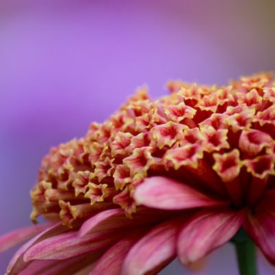 大丁菊の花の写真
