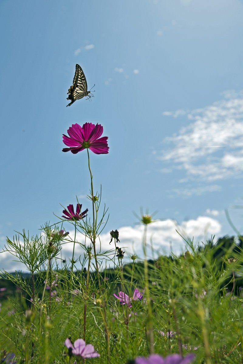 「コスモスとアゲハ蝶」の写真