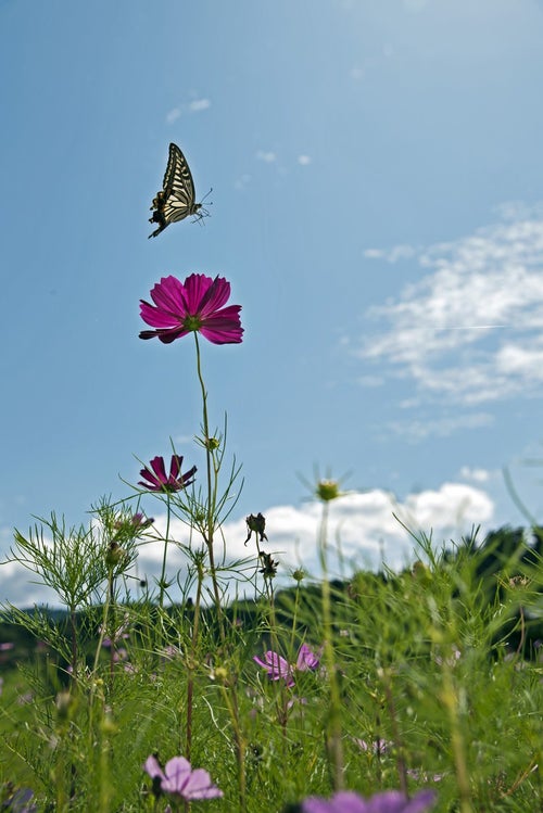 コスモスとアゲハ蝶の写真