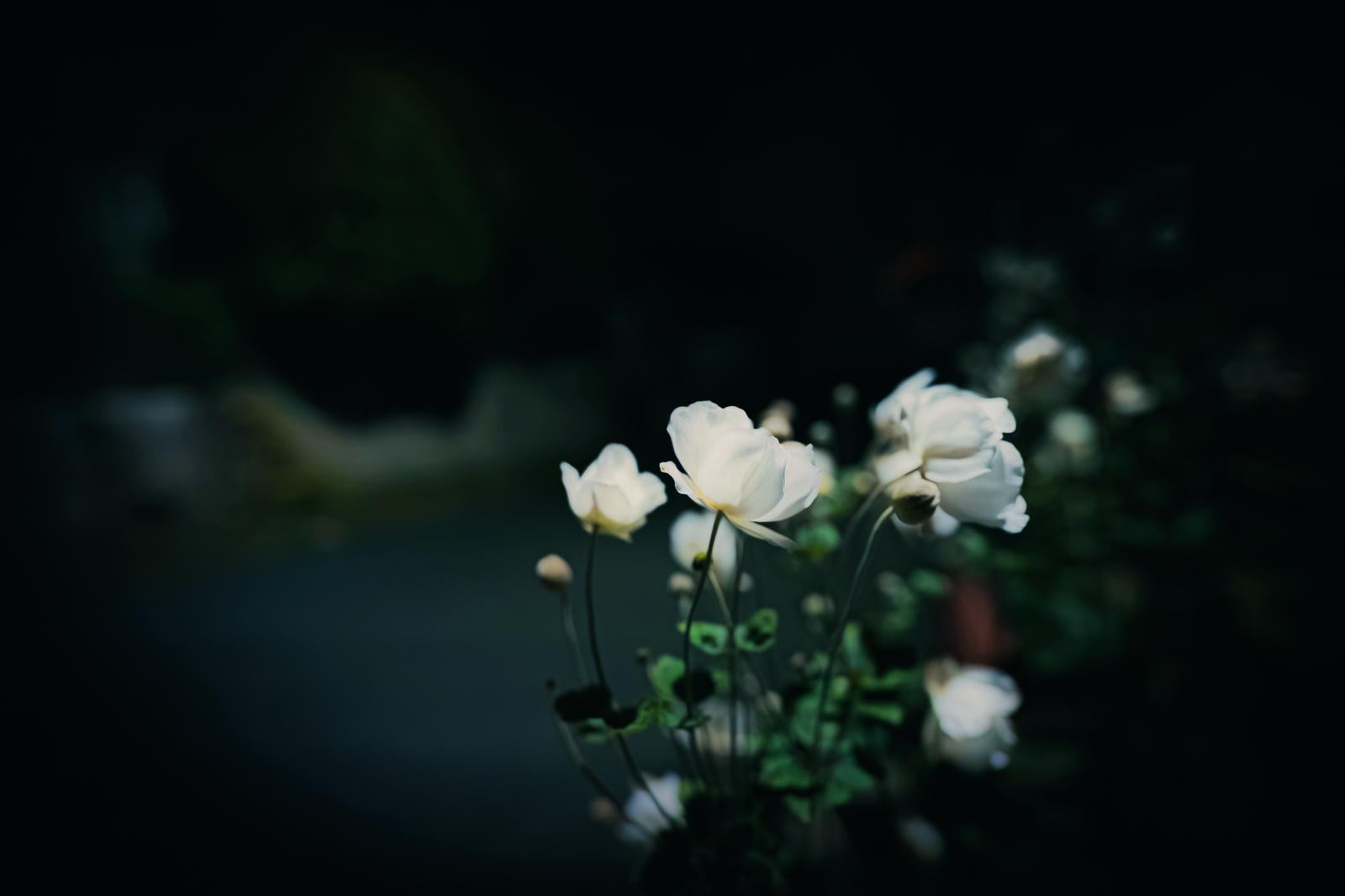 暗闇に咲く白い秋明菊 photo