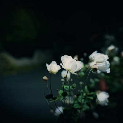 暗闇の中で咲く白い秋明菊の花の写真