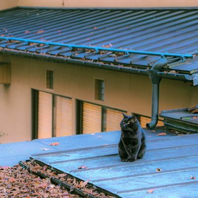 青いトタン屋根の上に座る黒猫の写真