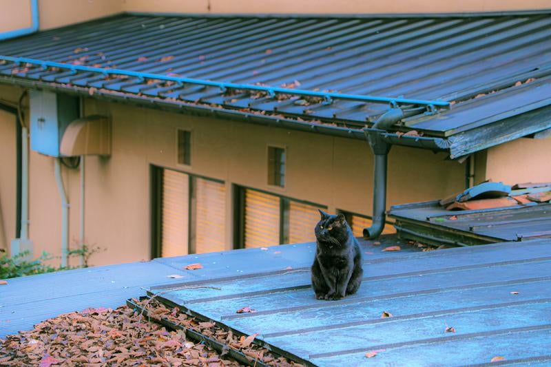 住宅街の屋根猫の写真