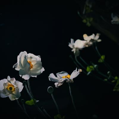 暗闇に浮かぶ白いシュウメイギクの写真