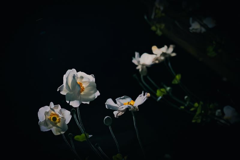 White Japanese Anemone Floating in the Darkness