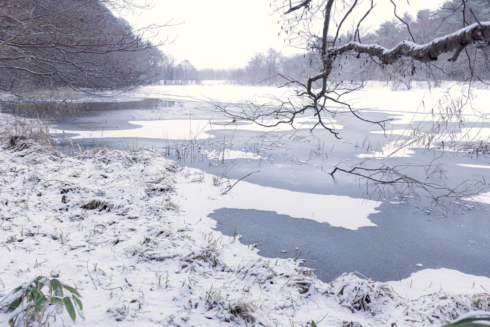 「積雪の猪苗代湖しぶき氷横の入江」の写真