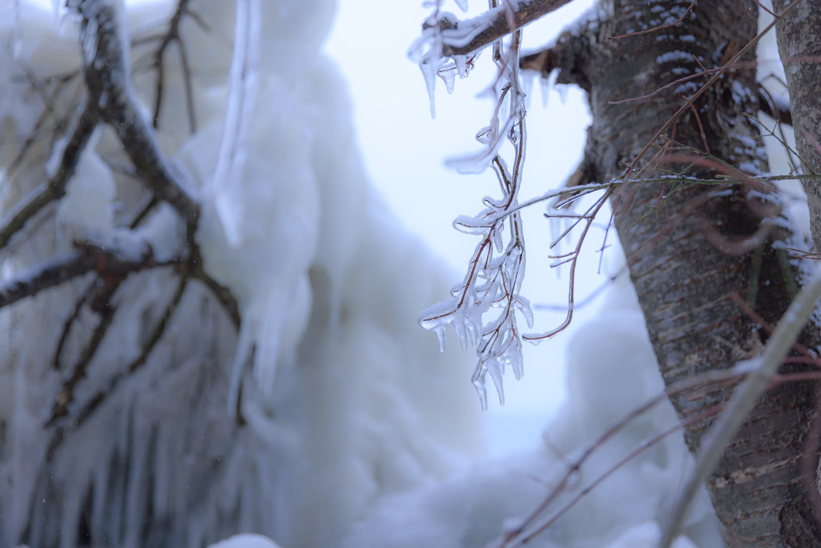 「氷の中の木の枝」の写真