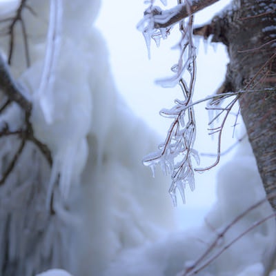 氷の中の木の枝の写真