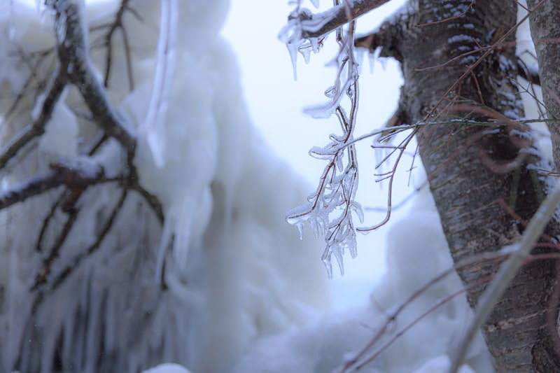 氷の中の木の枝の写真