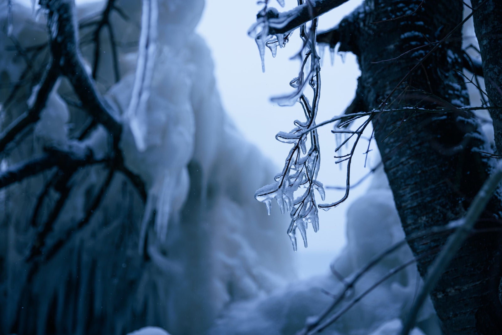 「飛沫氷によって氷に包まれる木の枝」の写真