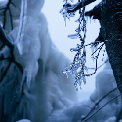 飛沫氷によって氷に包まれる木の枝の写真