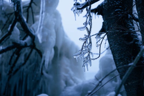 飛沫氷によって氷に包まれる木の枝の写真