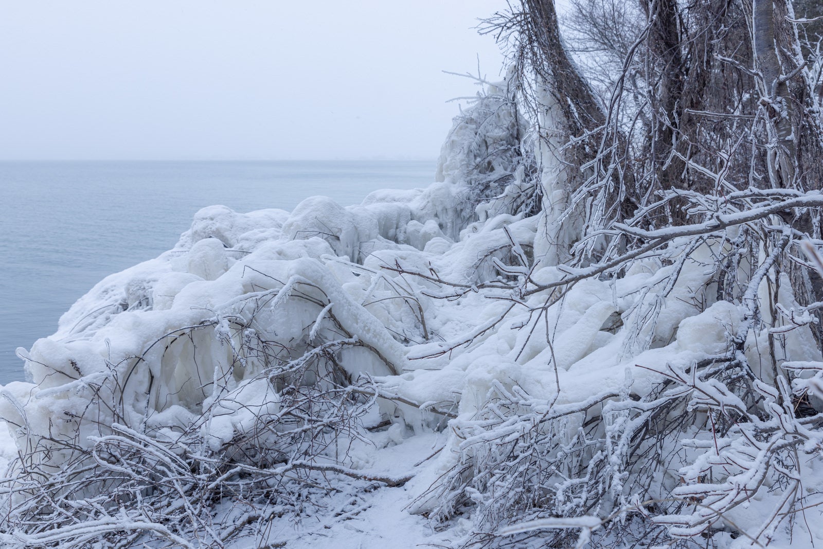 「飛沫氷によって凍った木々」の写真