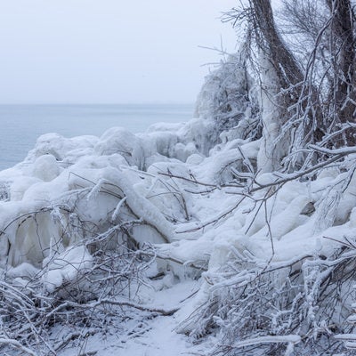 飛沫氷によって凍った木々の写真