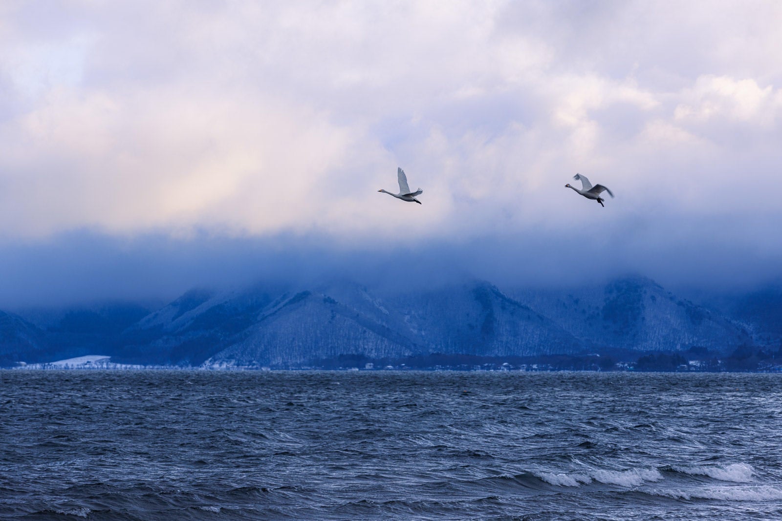 「猪苗代湖に舞う2羽の白鳥」の写真