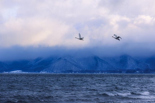 猪苗代湖に舞う2羽の白鳥の写真