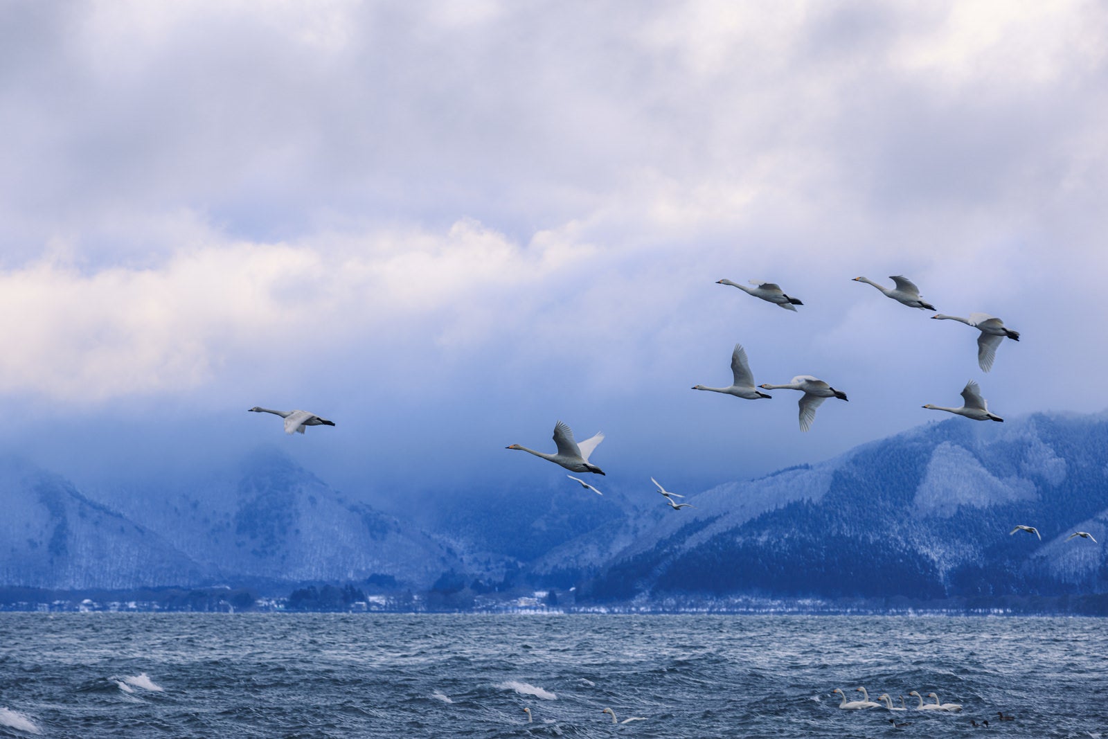 「猪苗代湖上を飛翔する白鳥の群れ」の写真