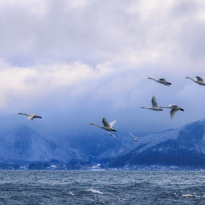 猪苗代湖上を飛翔する白鳥の群れの写真