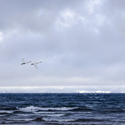 2羽の白鳥と出会う猪苗代湖の奇跡の写真