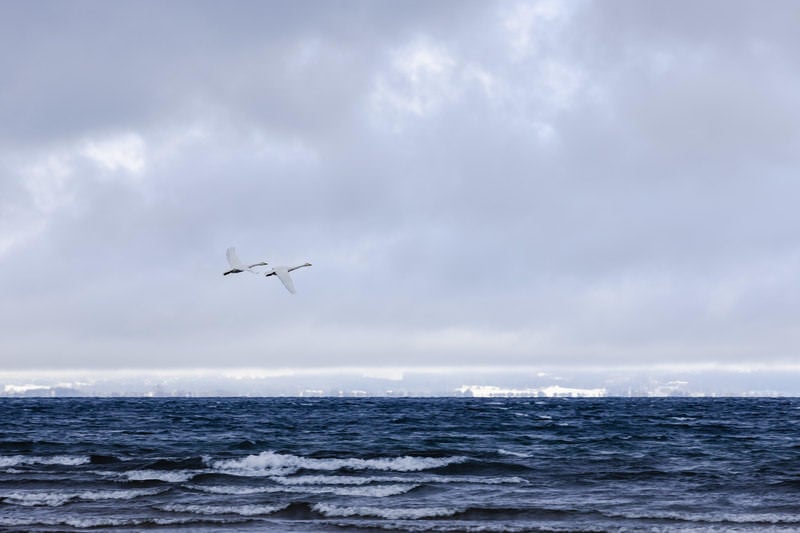 2羽の白鳥と出会う猪苗代湖の奇跡の写真