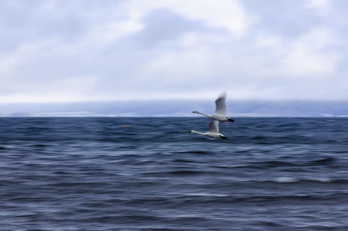 猛スピードで飛び去る白鳥の写真