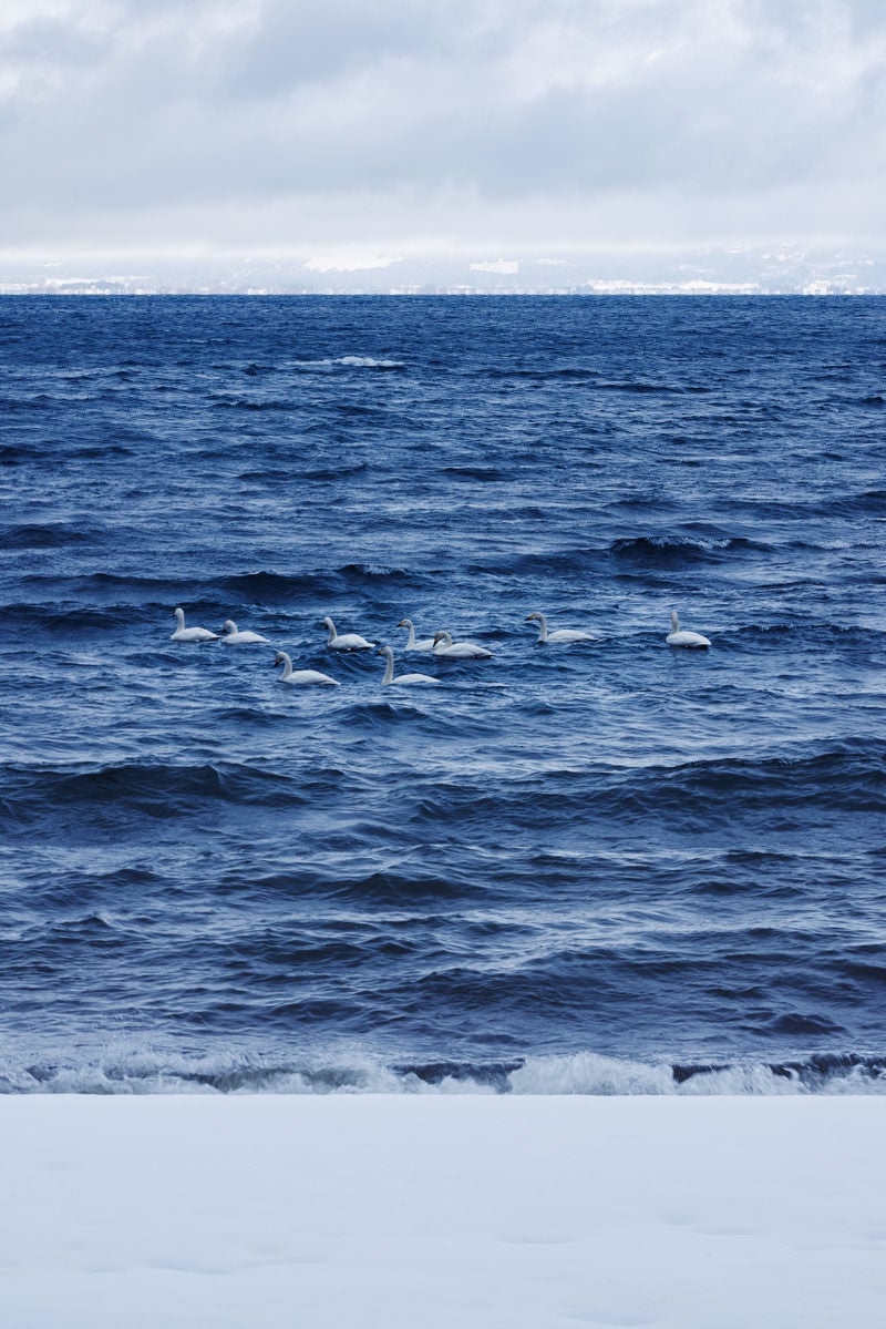 猪苗代湖に浮かぶ白鳥の群れの写真