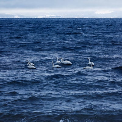 猪苗代湖の波と白鳥の群れの写真