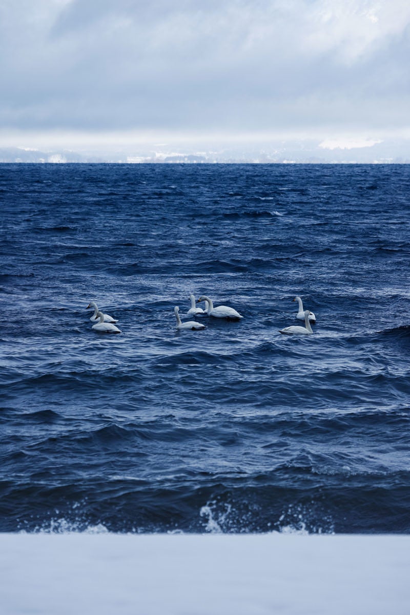 「猪苗代湖の波と白鳥の群れ」の写真