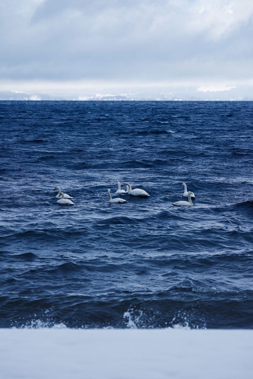 猪苗代湖の波と白鳥の群れの写真