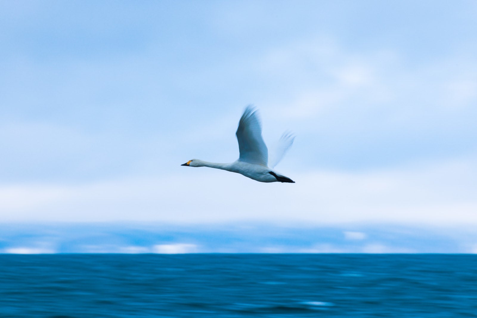 「大きく羽を広げて飛ぶ白鳥」の写真