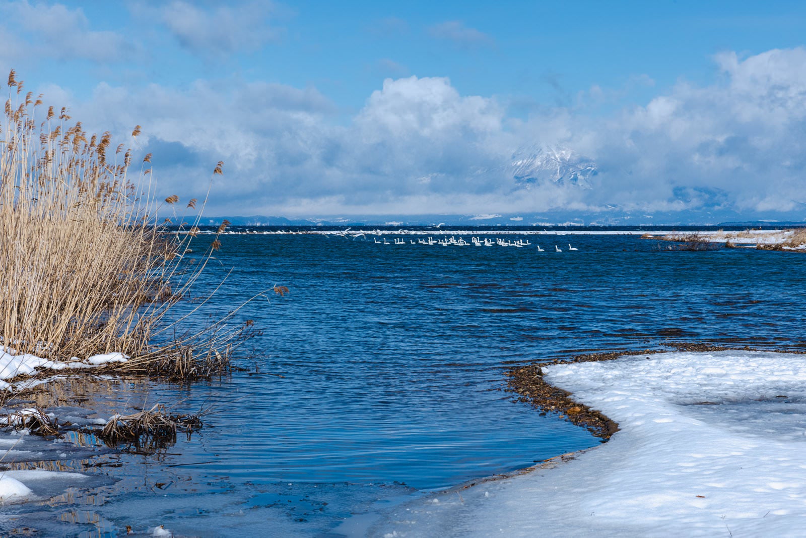 雪化粧した湖畔のススキと青い湖面に浮かぶ白鳥の群れ