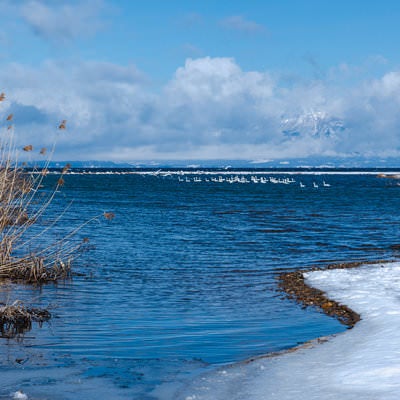 湖畔から望む猪苗代湖の白鳥の群れの写真