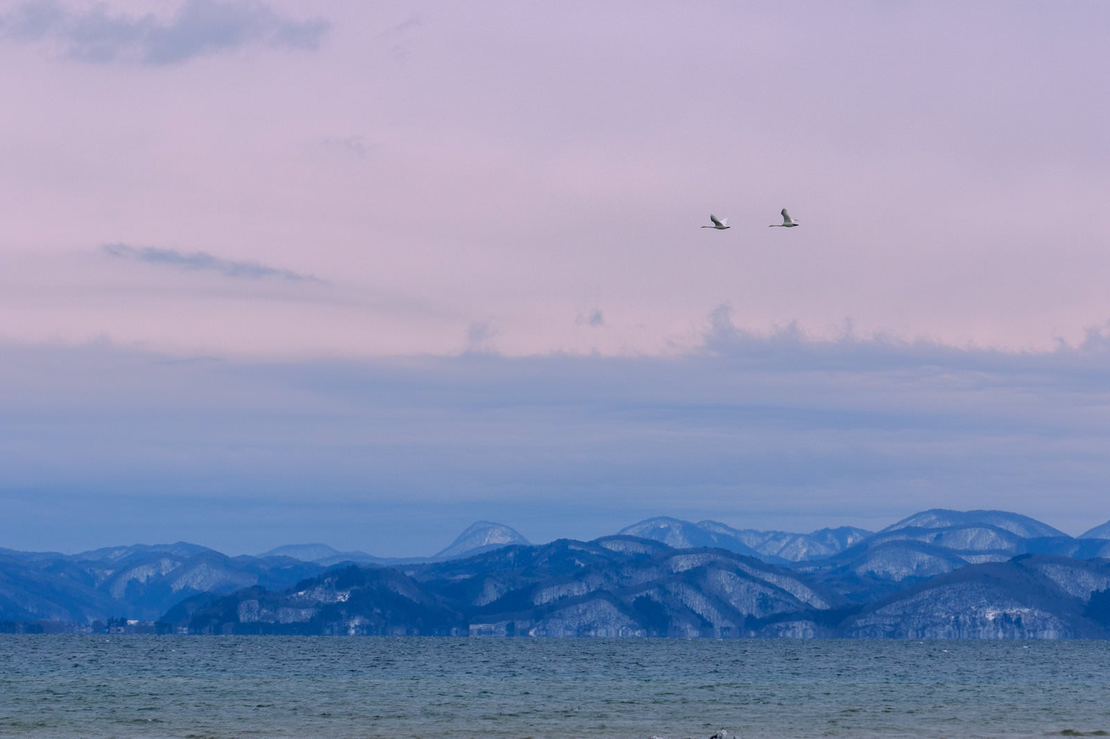 「猪苗代湖で舞う白鳥のペア」の写真