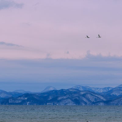 猪苗代湖で舞う白鳥のペアの写真