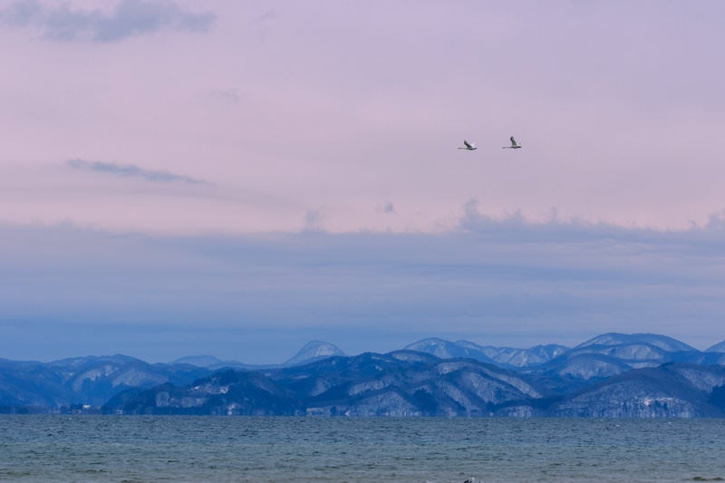 猪苗代湖で舞う白鳥のペアの写真