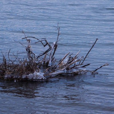 猪苗代湖の流木とさざ波の写真