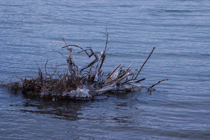 猪苗代湖の流木とさざ波の写真