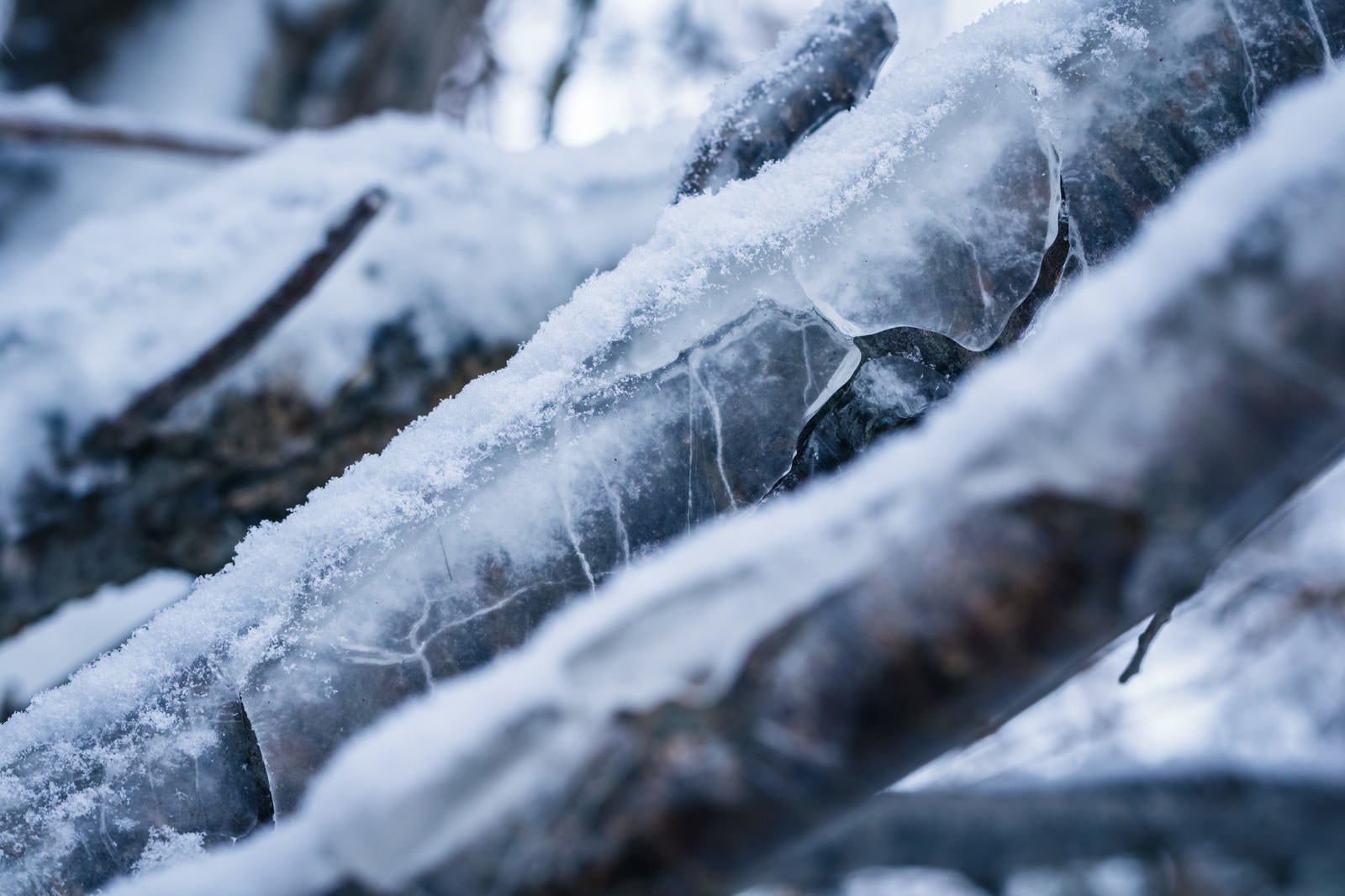 「飛沫氷によって凍結した木の枝」の写真