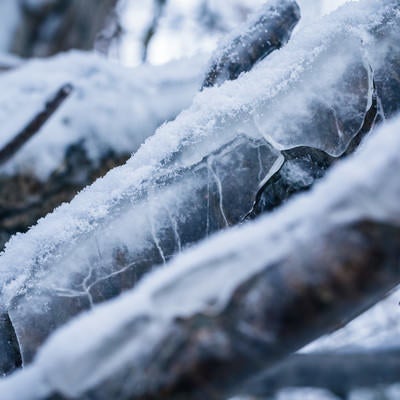 飛沫氷によって凍結した木の枝の写真