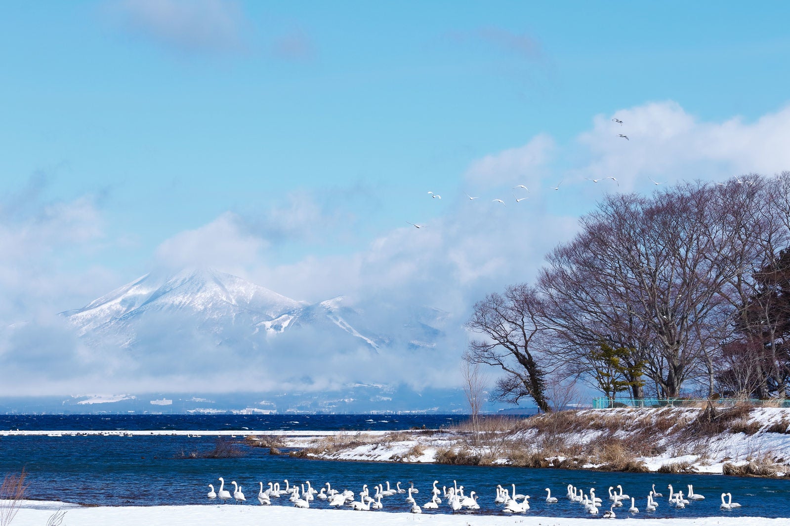 「白鳥の群れが舞う猪苗代湖の物語」の写真
