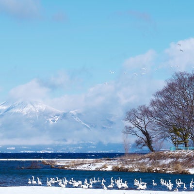 白鳥の群れが舞う猪苗代湖の物語の写真