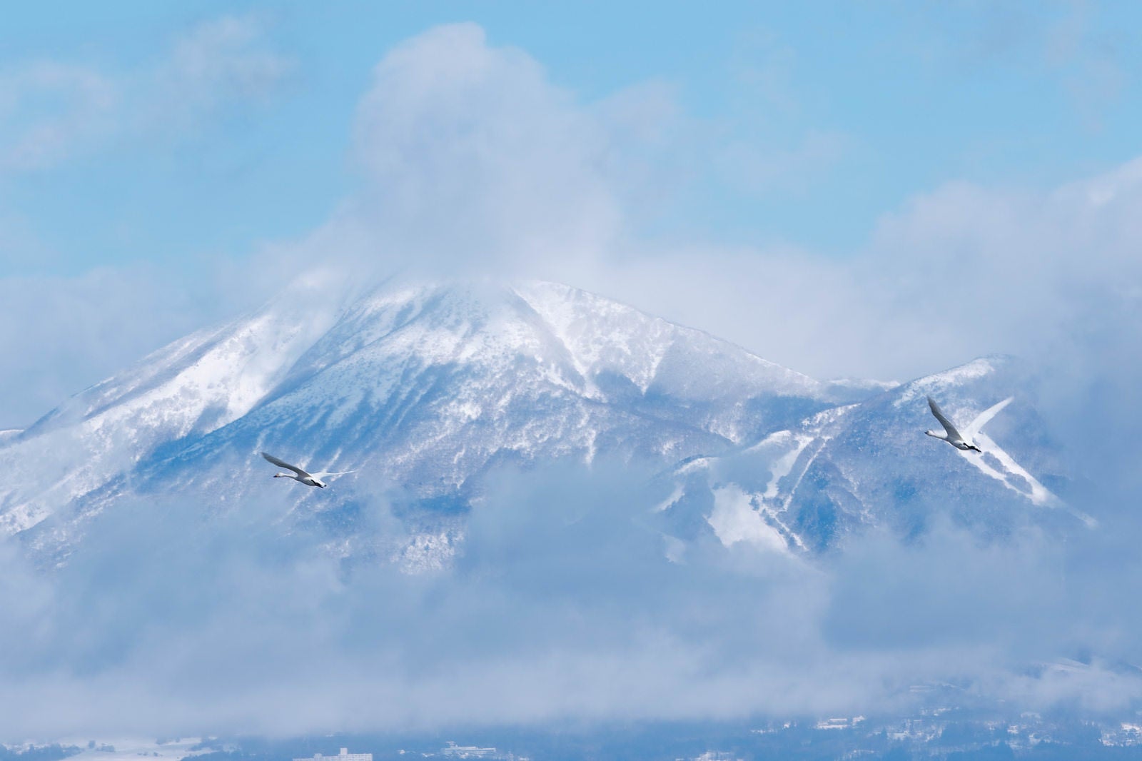 「飛び立つ白鳥と雪山」の写真