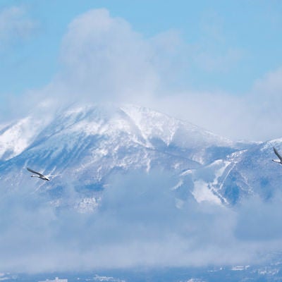 飛び立つ白鳥と雪山の写真