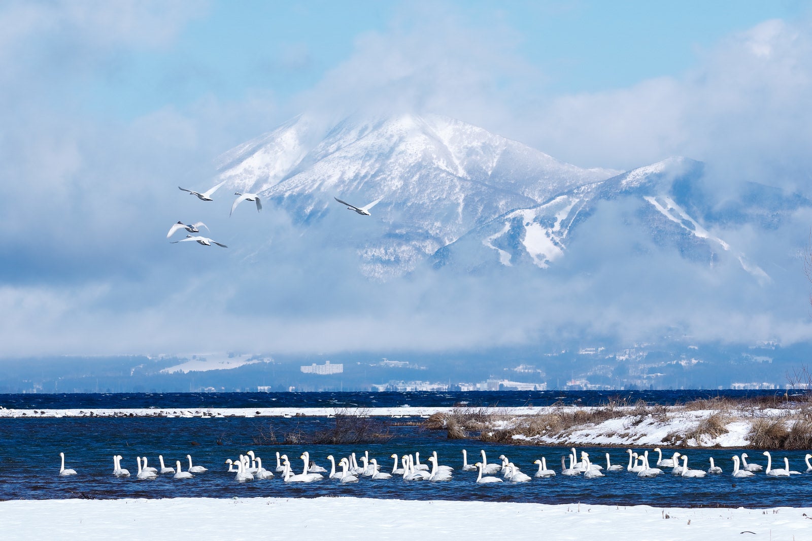 「磐梯山を背に飛び立ちはじめる白鳥達」の写真