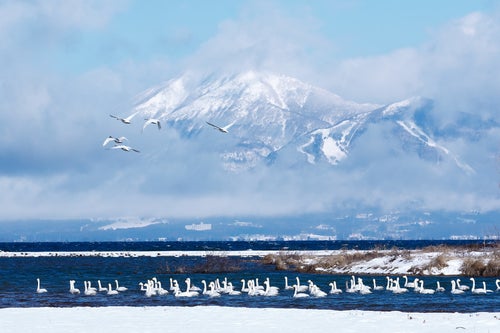 磐梯山を背に飛び立ちはじめる白鳥達の写真