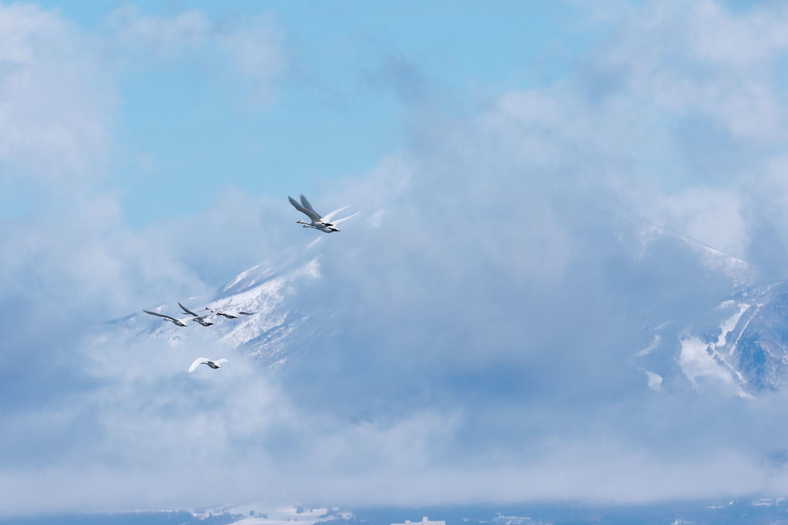 「白鳥の群れ渡り鳥たちの輪舞」の写真