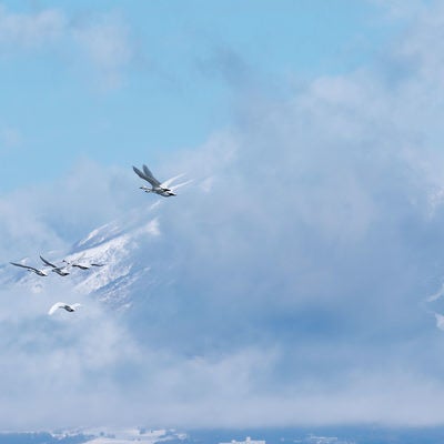 白鳥の群れ渡り鳥たちの輪舞の写真