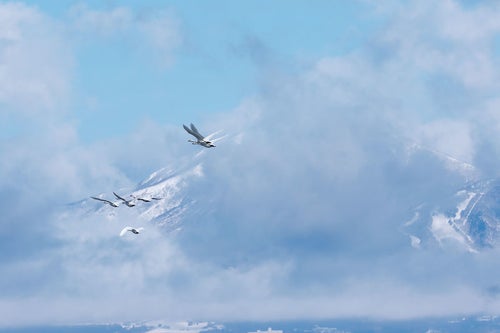 白鳥の群れ渡り鳥たちの輪舞の写真