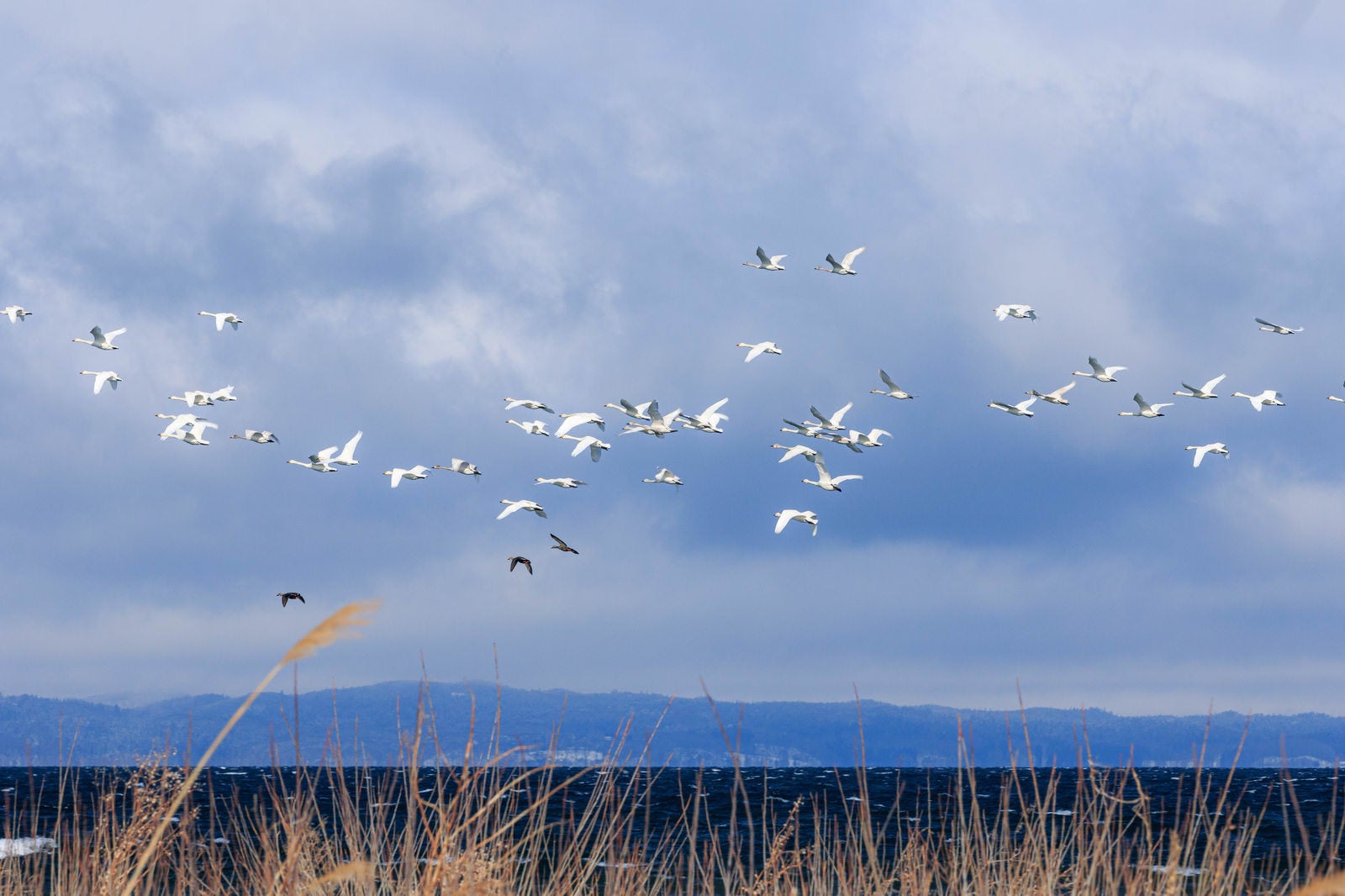 「白鳥の飛翔:による美しい空の舞台」の写真